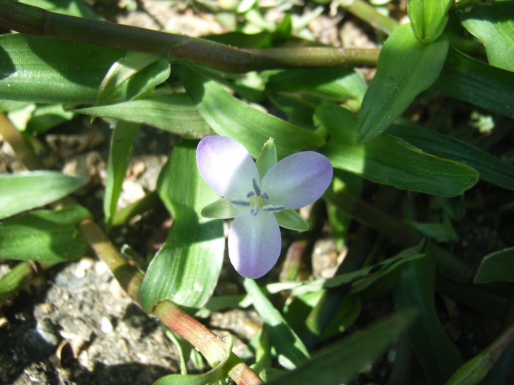 イボクサの花