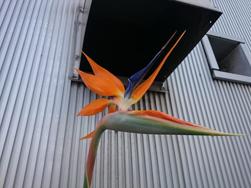 ゴクラクチョウカの花
