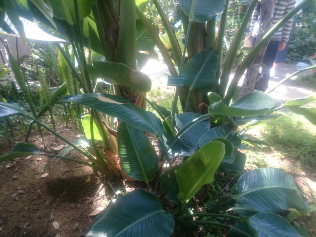 オウギバショウモドキの葉序