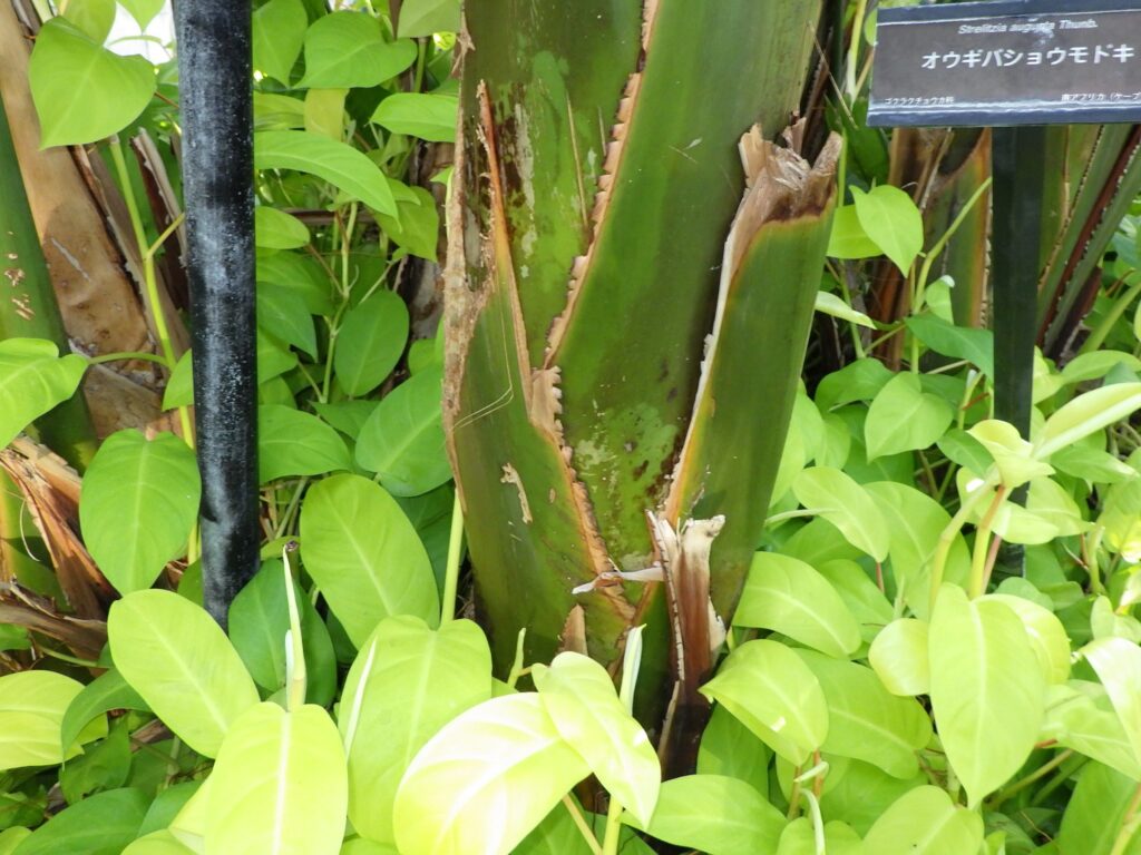 オウギバショウモドキの茎