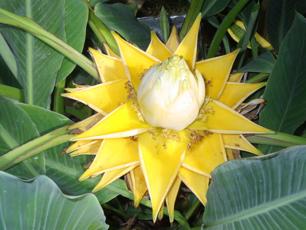 チュウキンレンの花