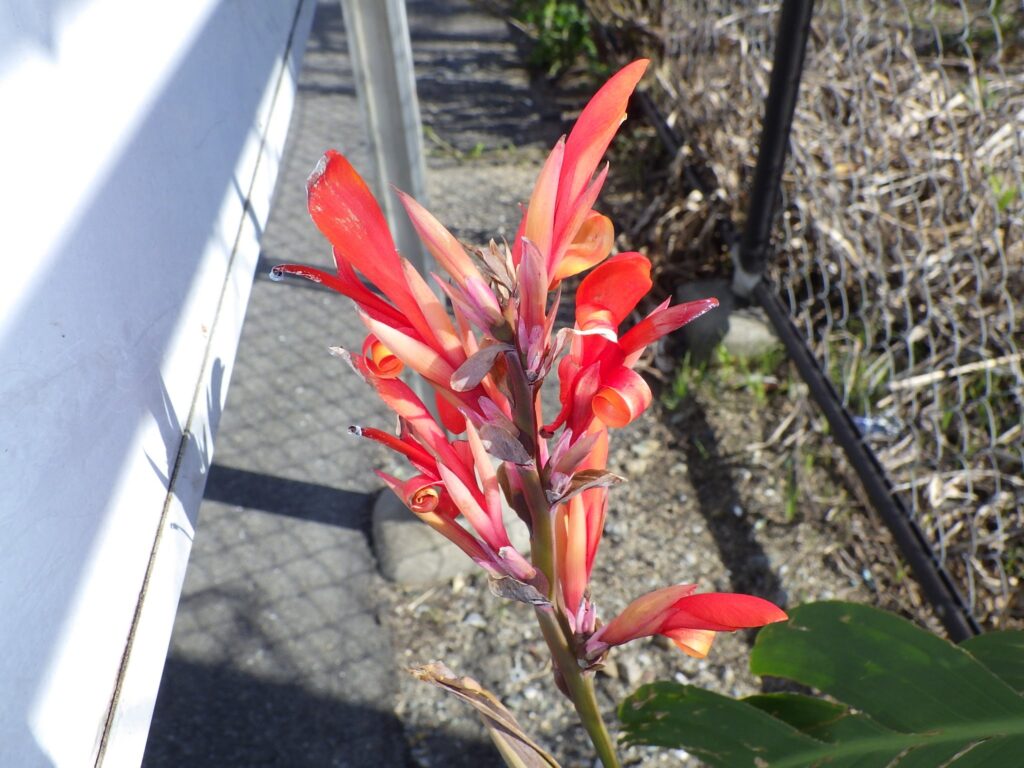 ダンドクの花
