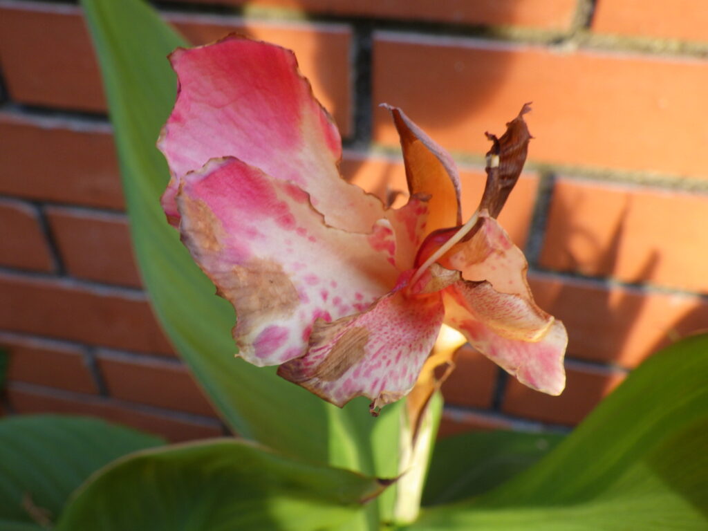 ハナカンナ赤色花型の花（損壊が激しい）