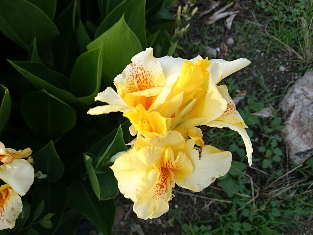 ハナカンナ黄色花型の花