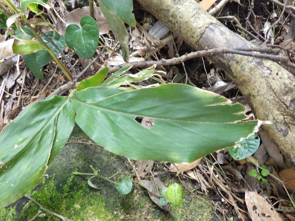 ハナミョウガの葉上面