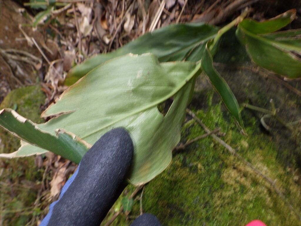 ハナミョウガの葉下面