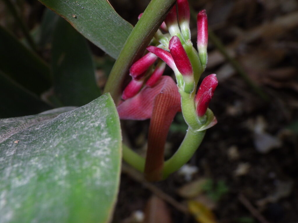 ハナミョウガの蕾