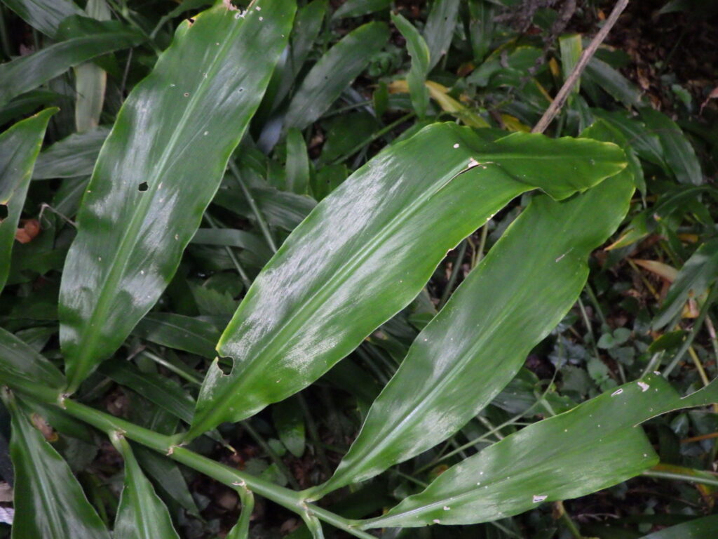 ミョウガの葉上面