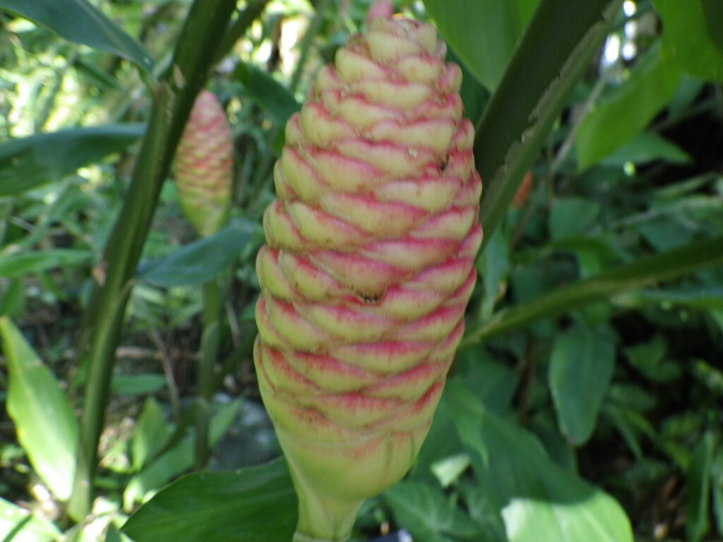 ハナショウガの花