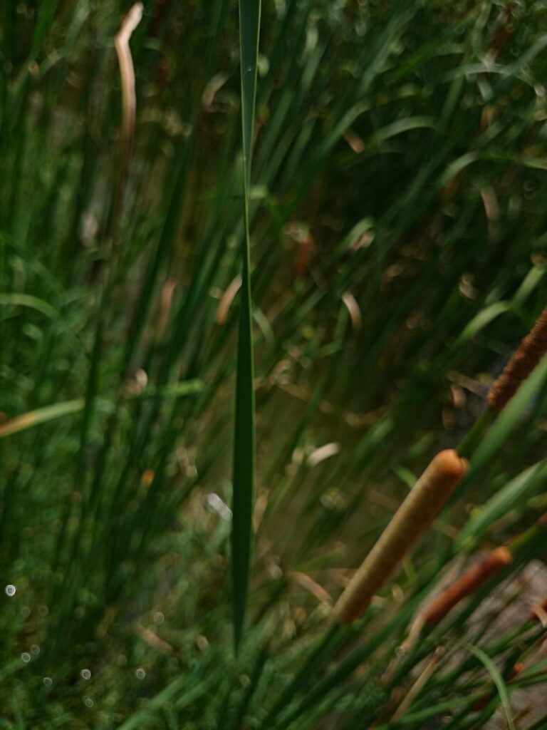 ヒメガマの葉