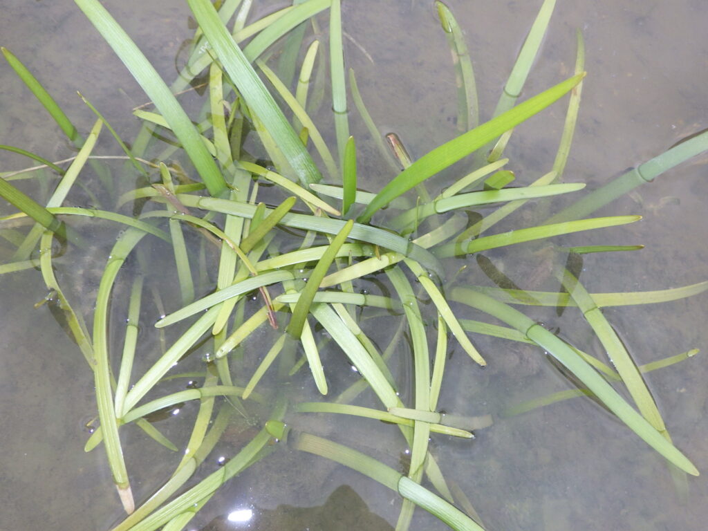 ヤマトミクリの葉