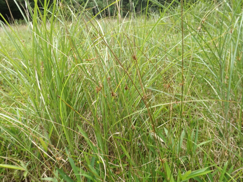 Rush flower stalks