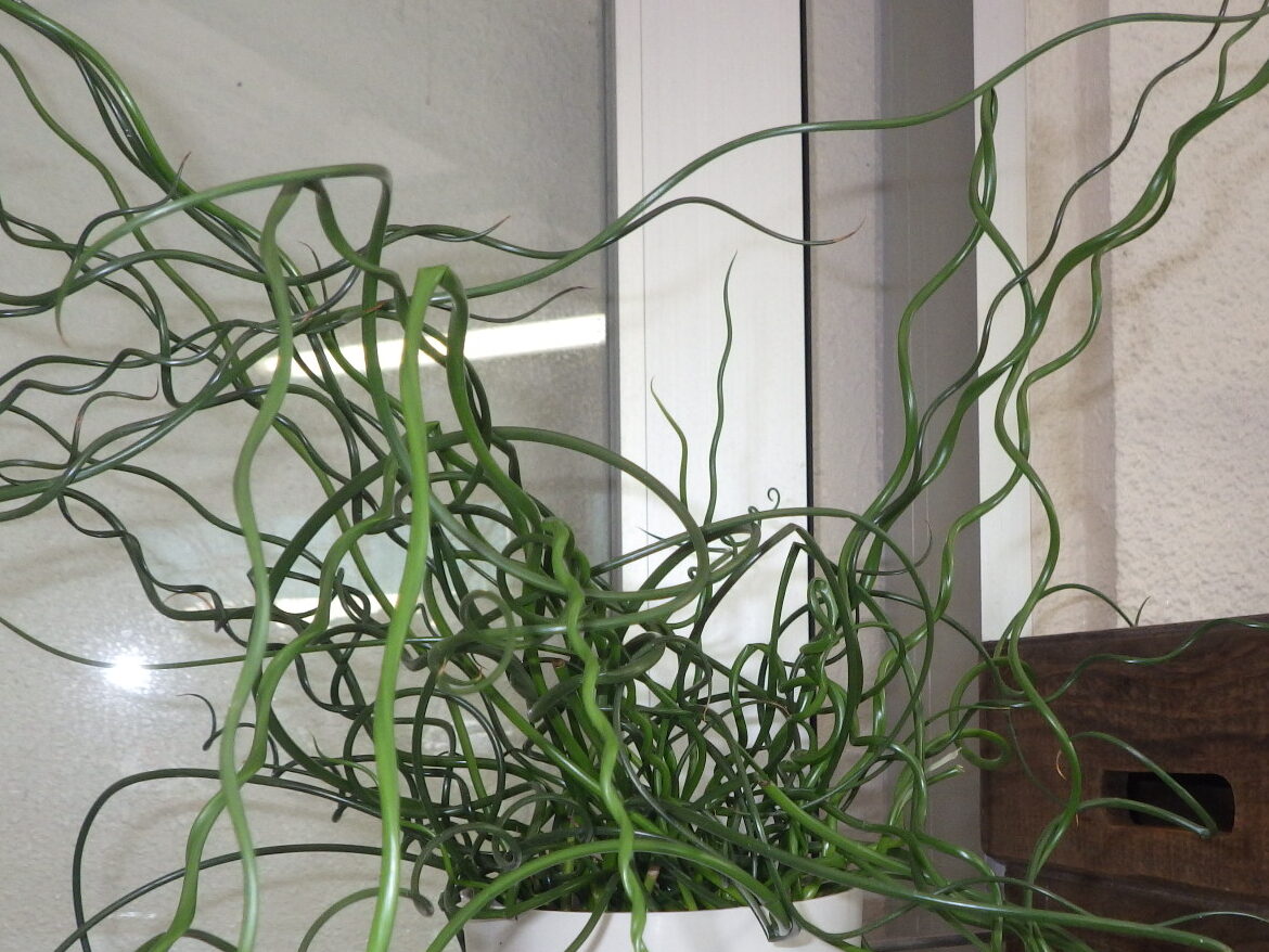 Flower stalks of spiral bells