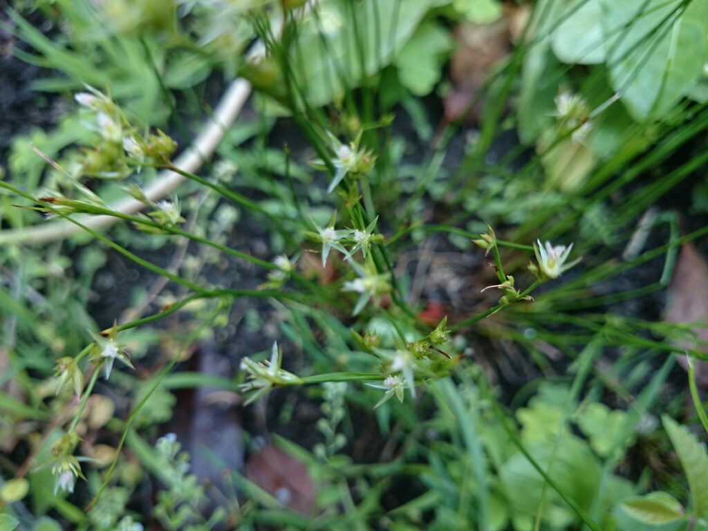Stinky flower