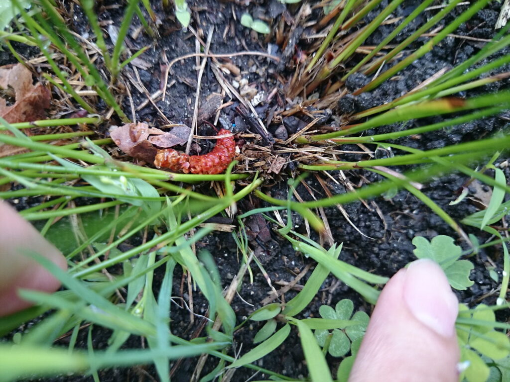 Stinky flower stalk