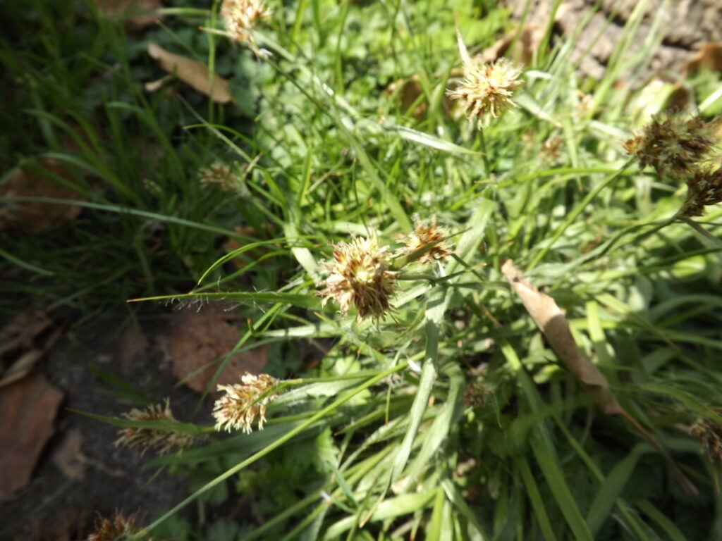 Sparrow's Spear flower spikes