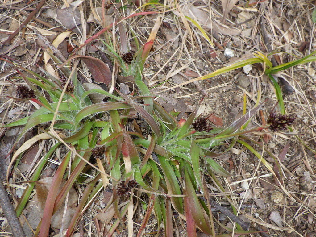 Sparrow's Spear leaves
