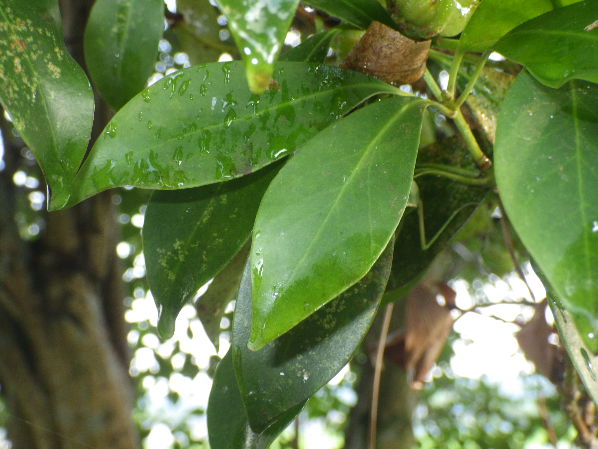 【種子植物図鑑 #020】マツブサ科の種類は?写真一覧 - Ecological Notes Web