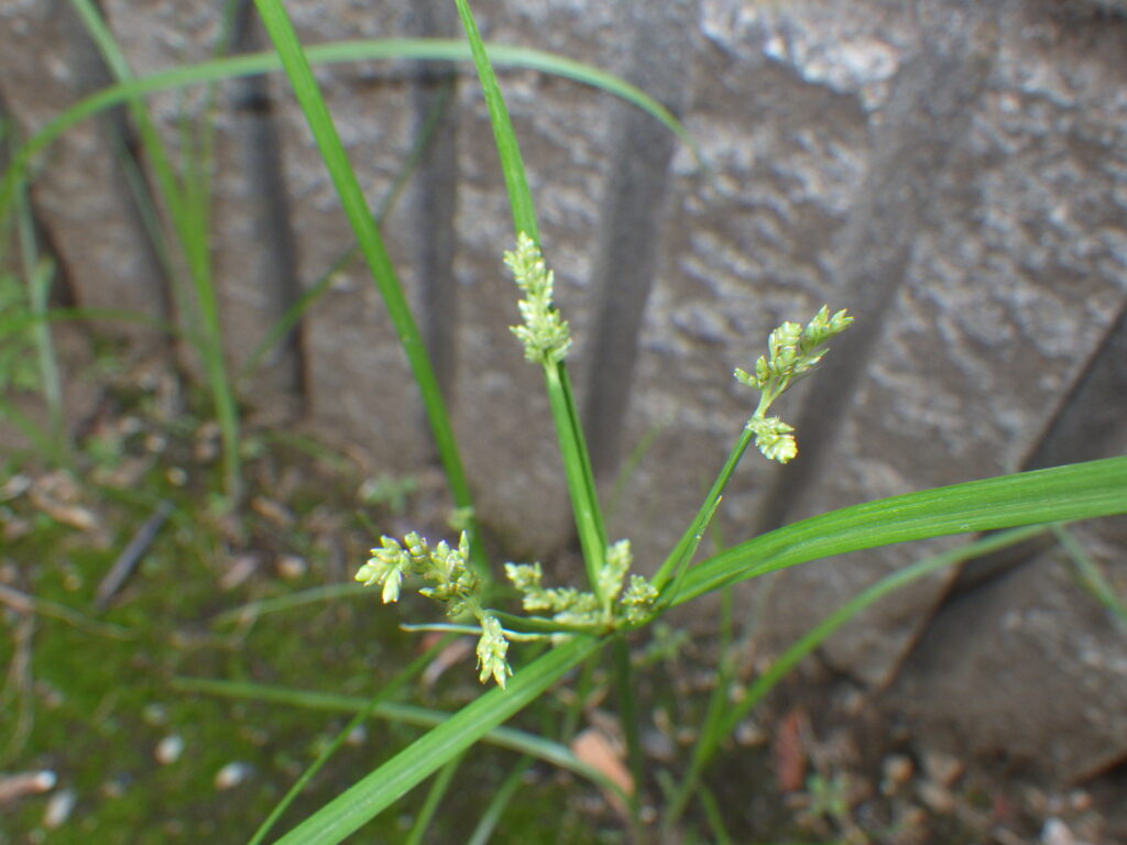 カヤツリグサの小穂
