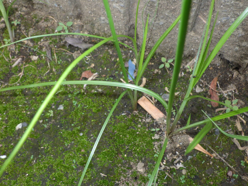 カヤツリグサの葉