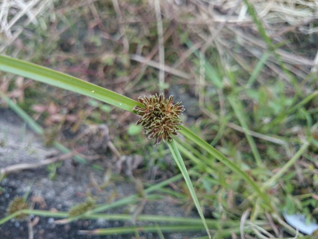 タマガヤツリの小穂