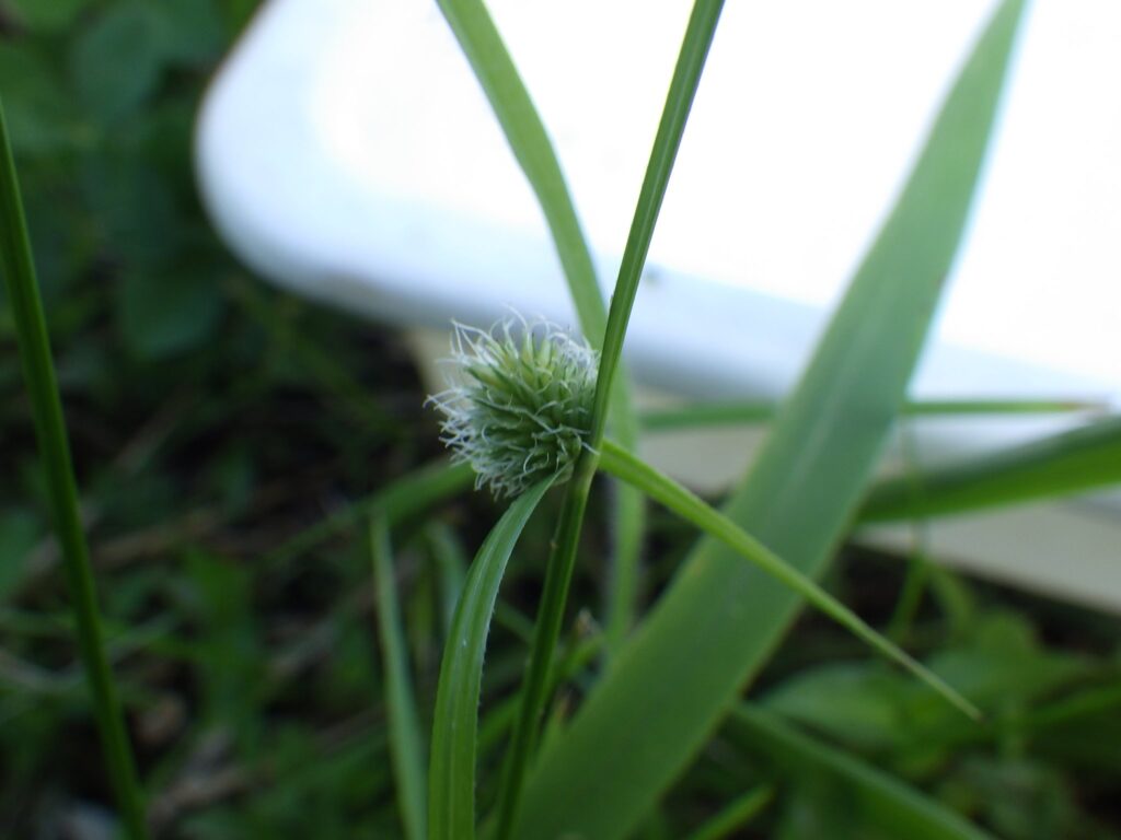 ヒメクグの小穂