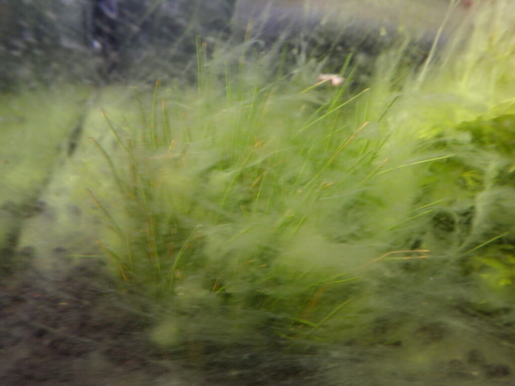 チシママツバイの葉