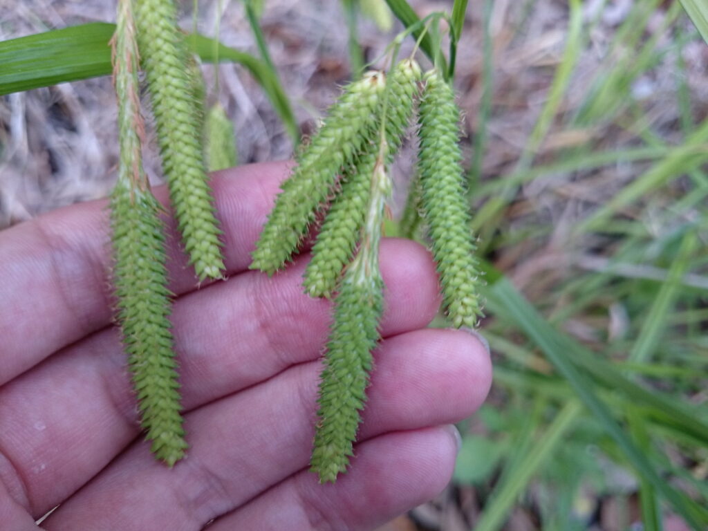 アゼナルコの小穂