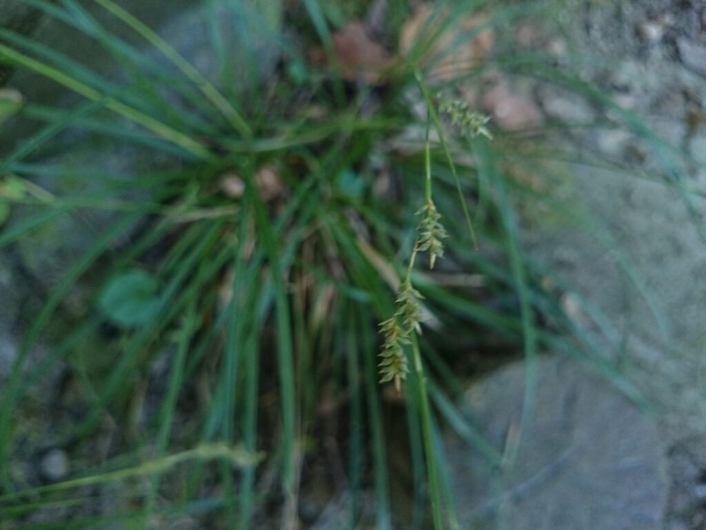 ナキリスゲの小穂