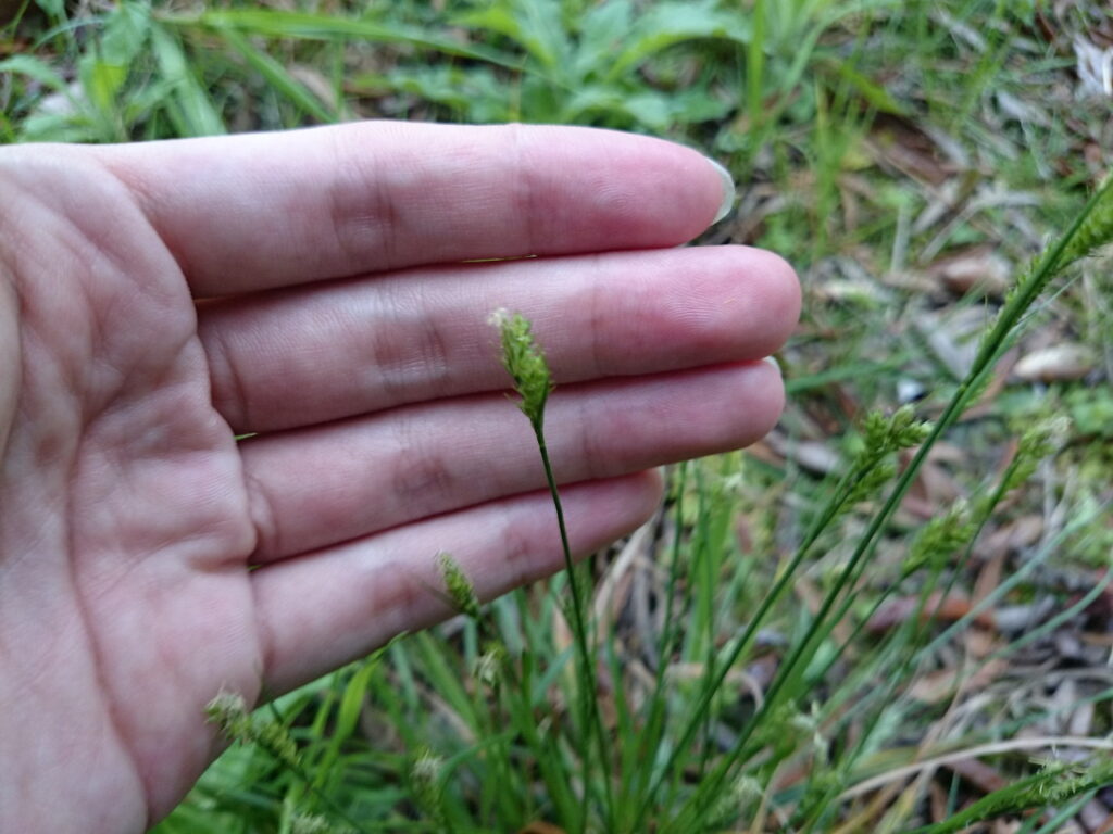 アオスゲの小穂