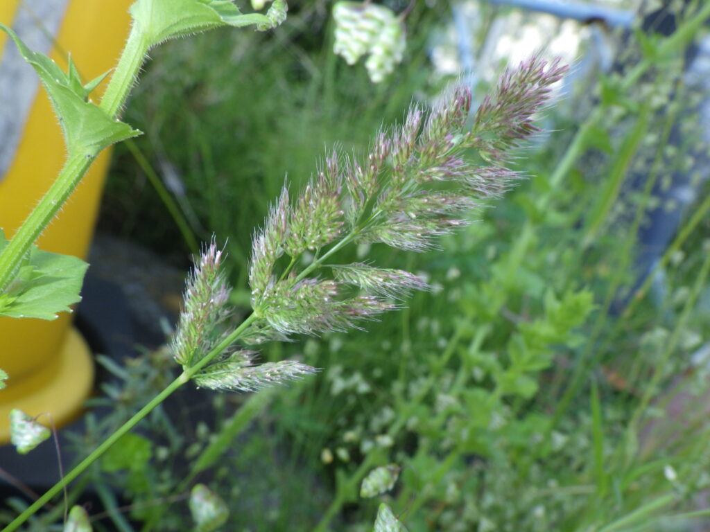 ヒエガエリの小穂：細長い針状の芒が目立つがそれほど長くない。