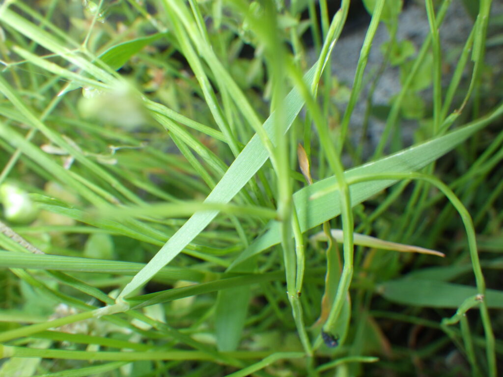 ヒエガエリの葉