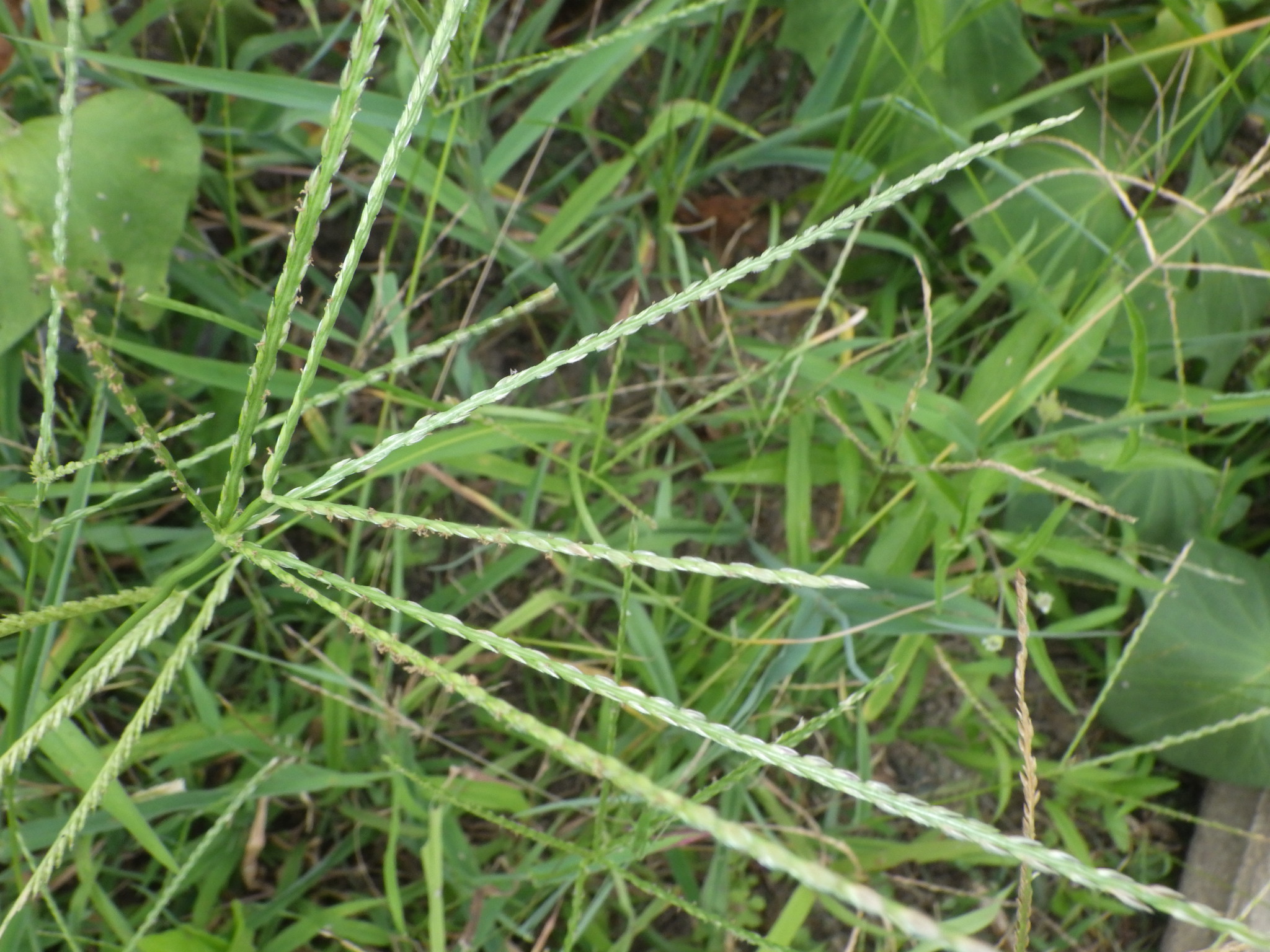 オヒシバ・メヒシバ・コメヒシバの違いは？似た種類の見分け方を解説 | Ecological Notes Web