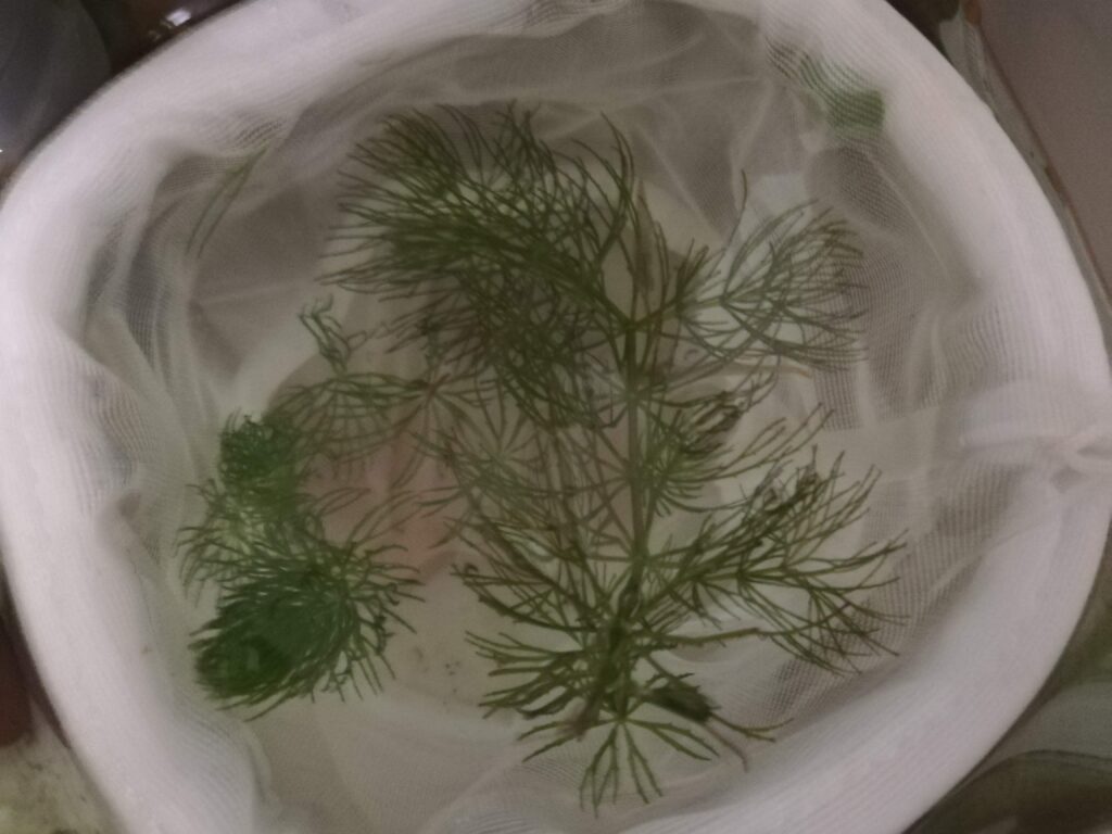 Waterweed leaves