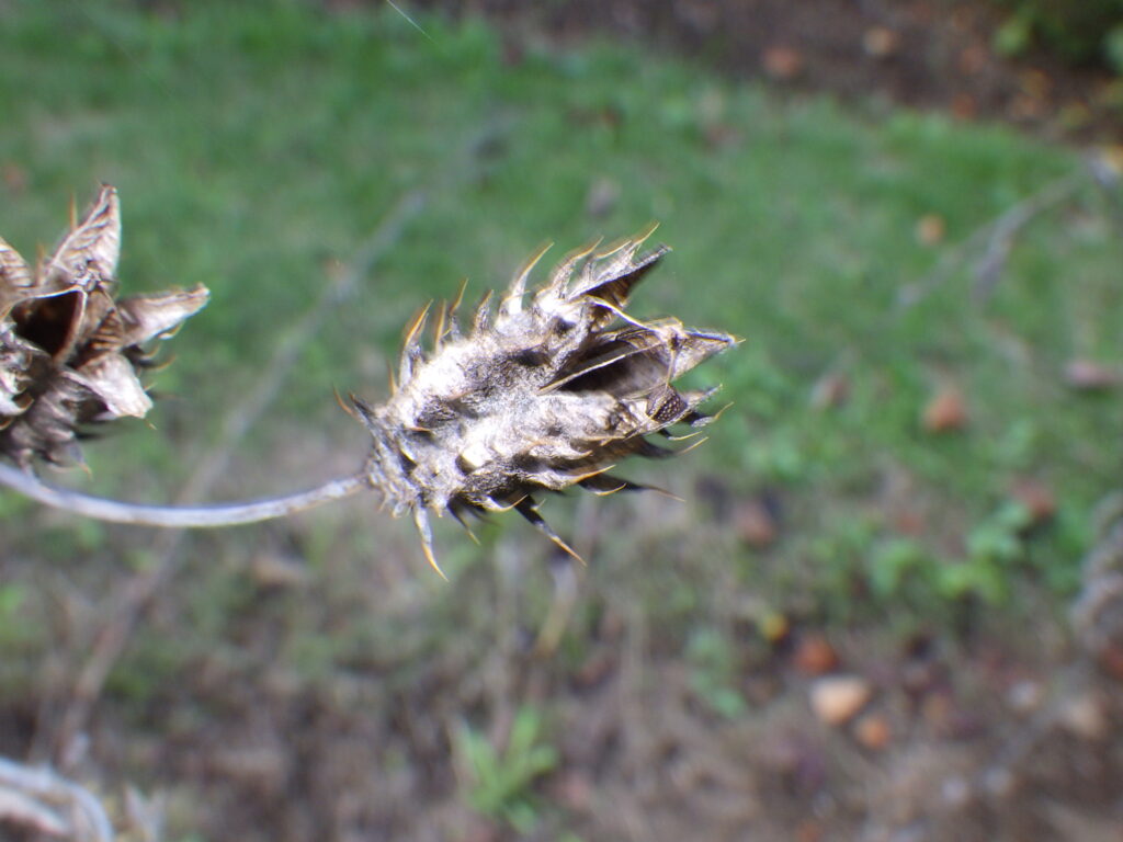 White thistle fruit