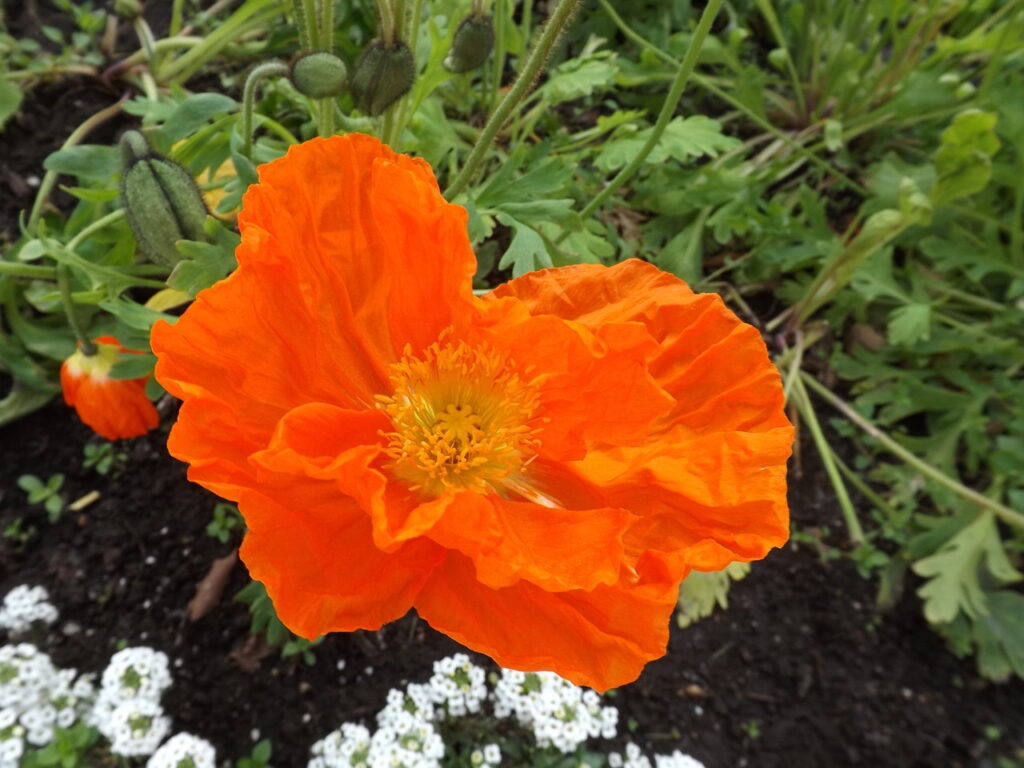 シベリアヒナゲシ橙色花型の花
