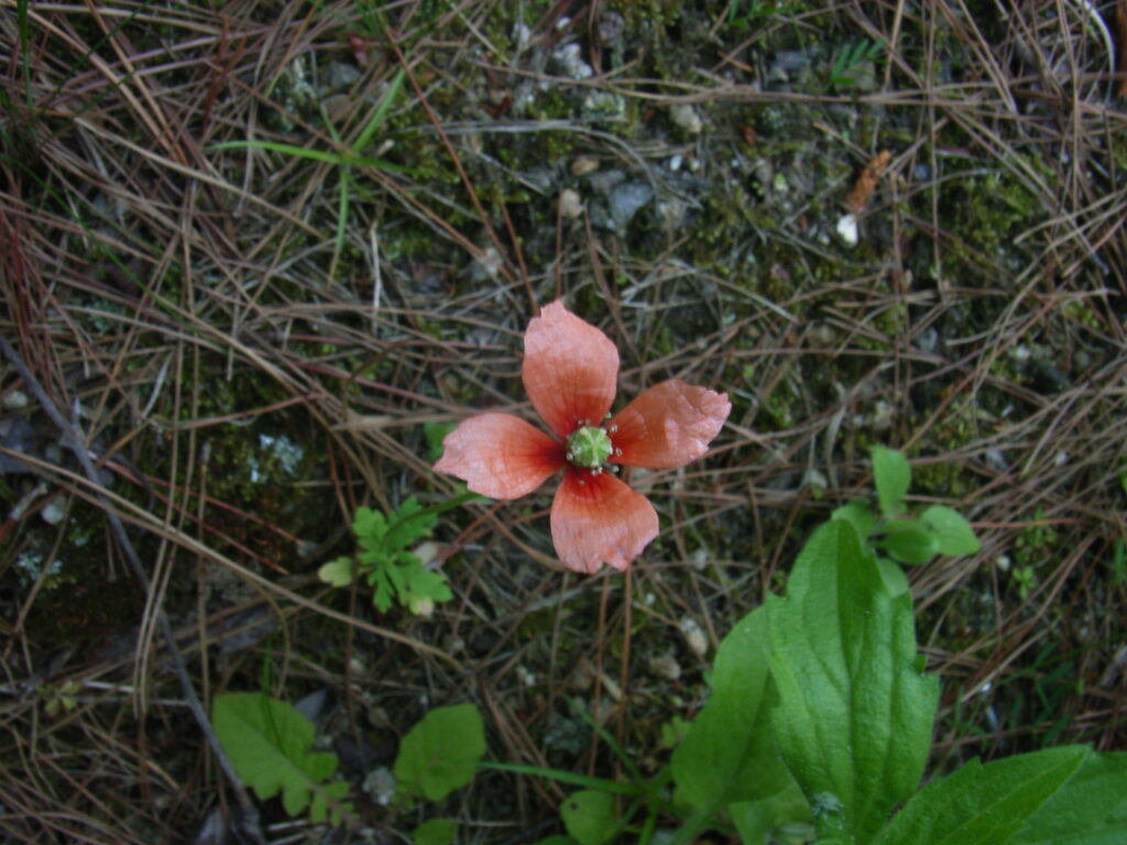 レコキーナガミヒナゲシの花