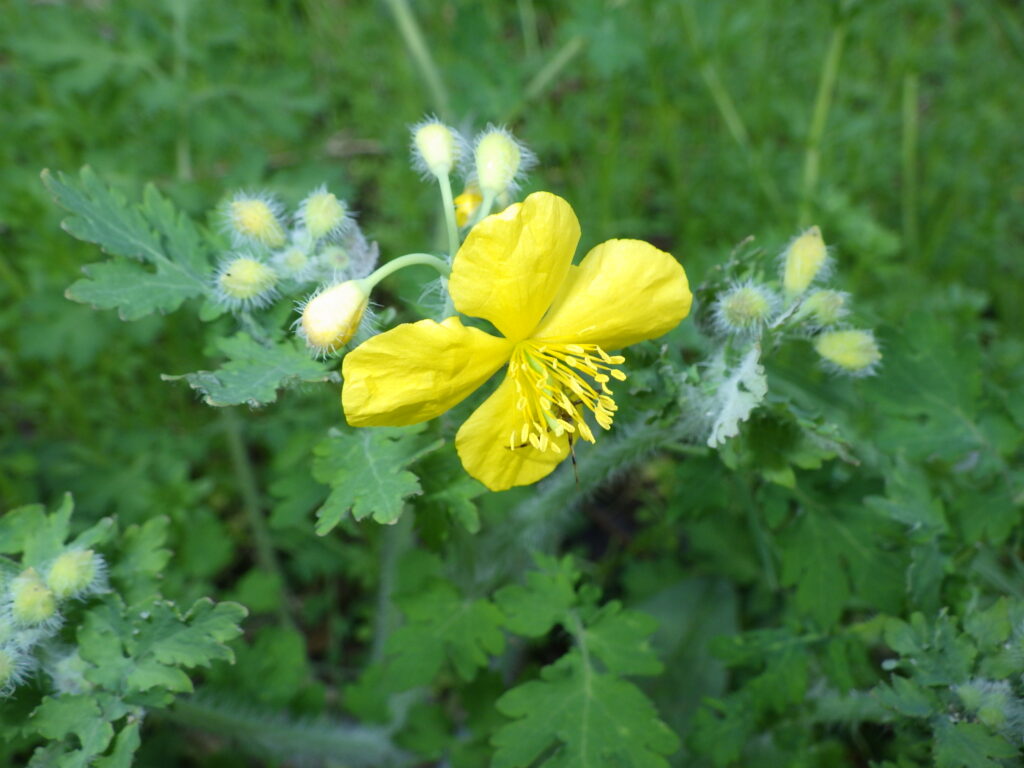 クサノオウの花