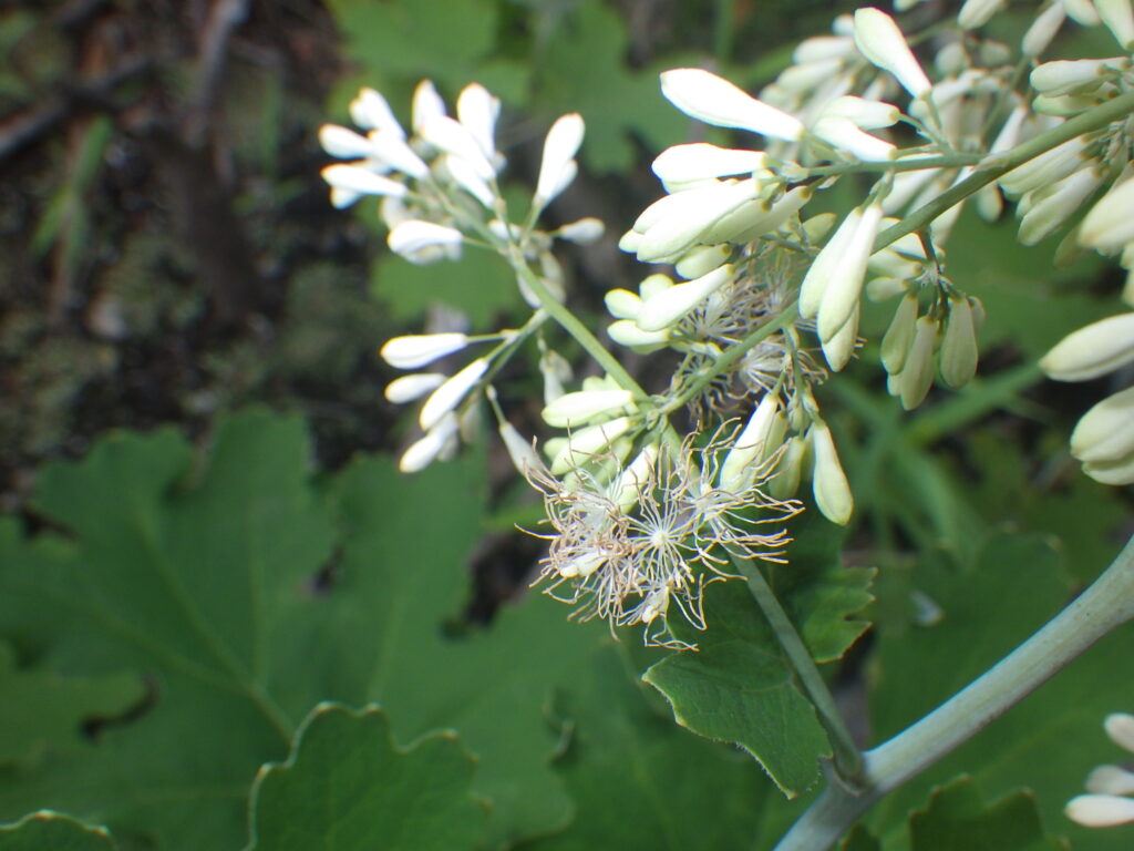 タケニグサの花