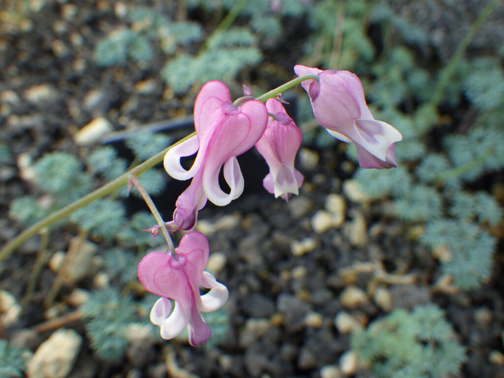 Komakusa flower