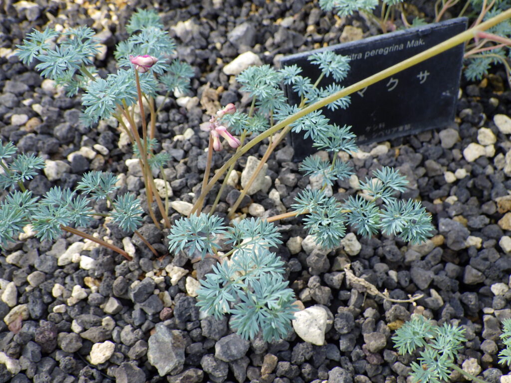 leaves of Dicentra peregrina