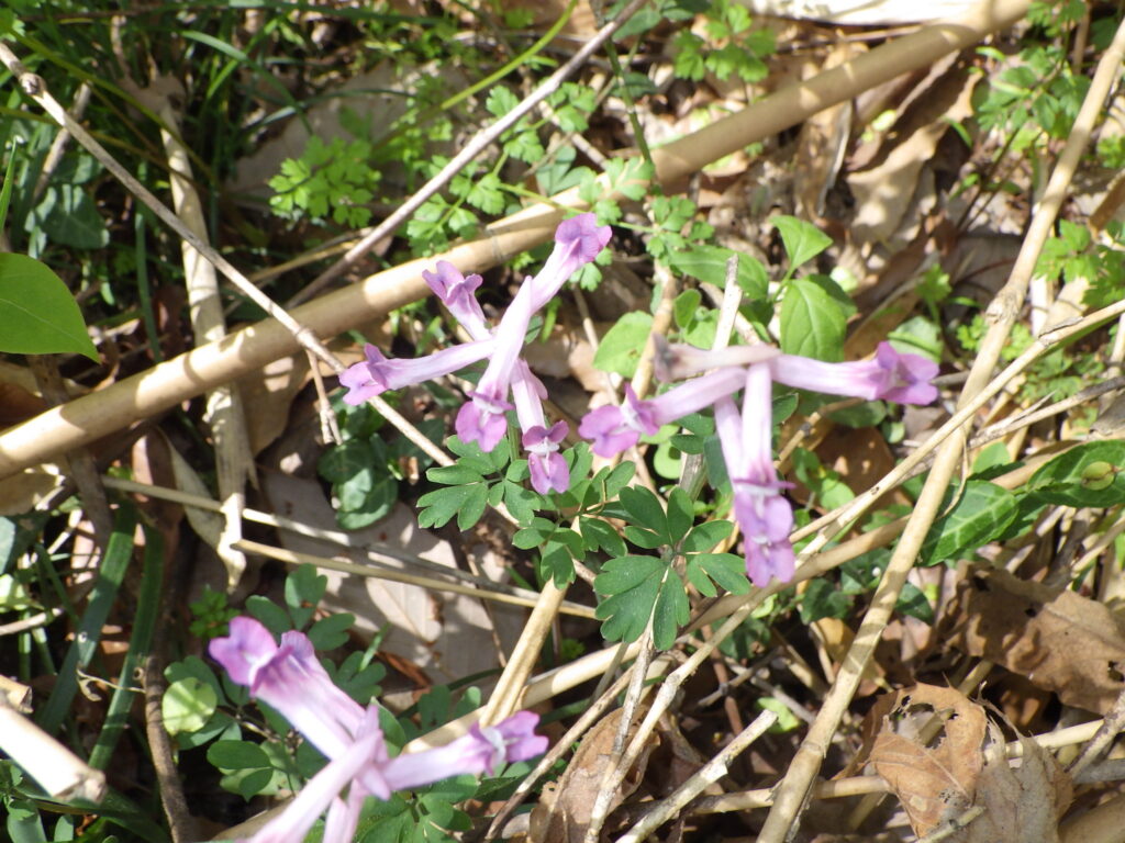 Flowers of Corydalis ambigua