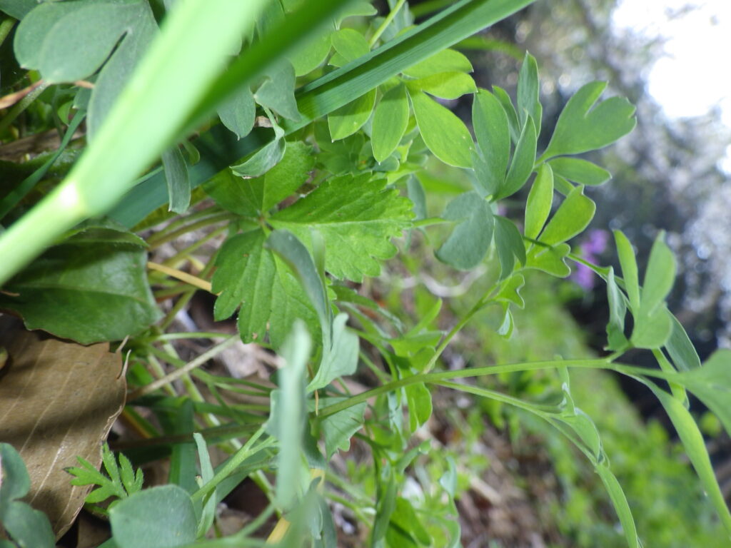 Underside of a leaf of Corydalis ambigua