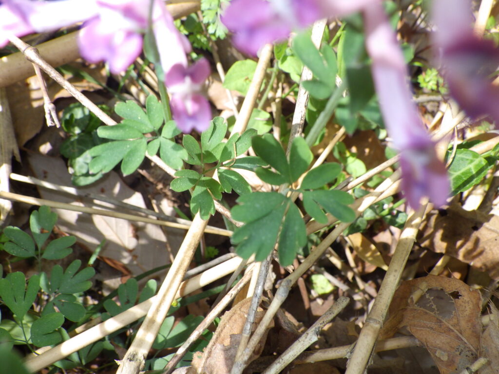 Upper surface of Corydalis ambigua leaves
