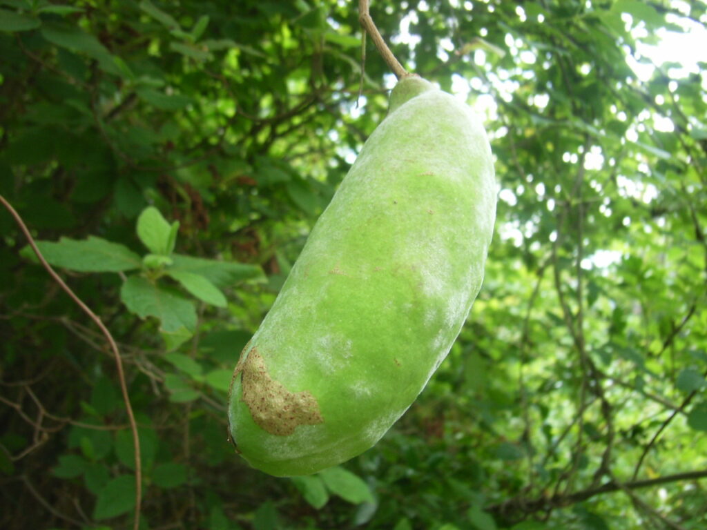ミツバアケビの未熟果