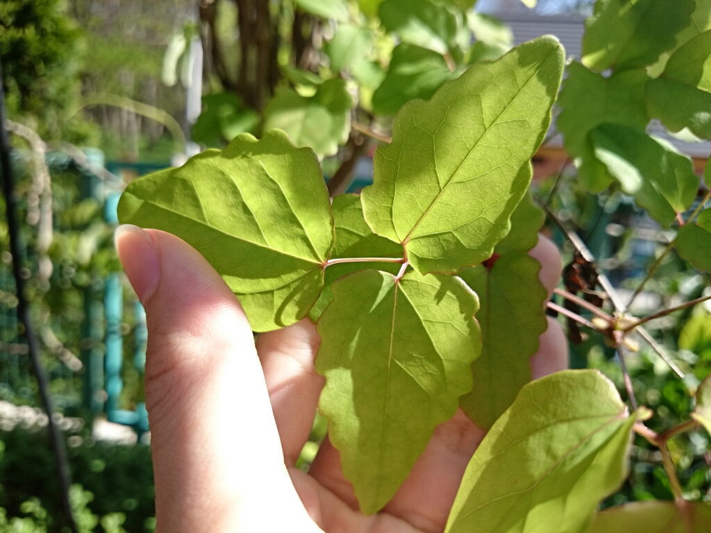 ミツバアケビの葉