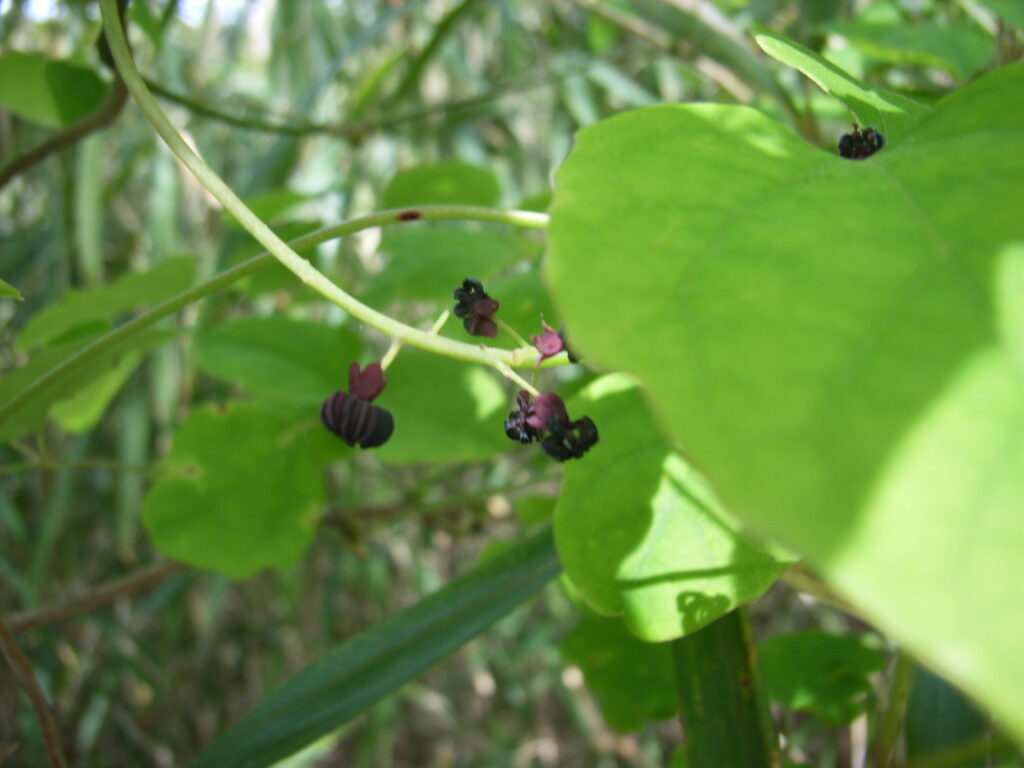 ミツバアケビの雄花