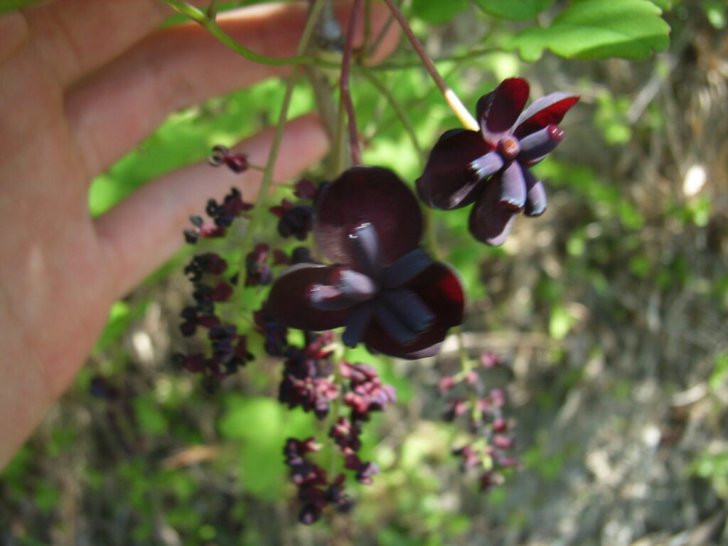 ミツバアケビの雌花