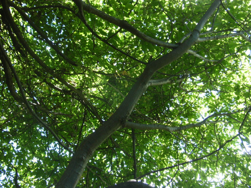 ミツバアケビの樹形