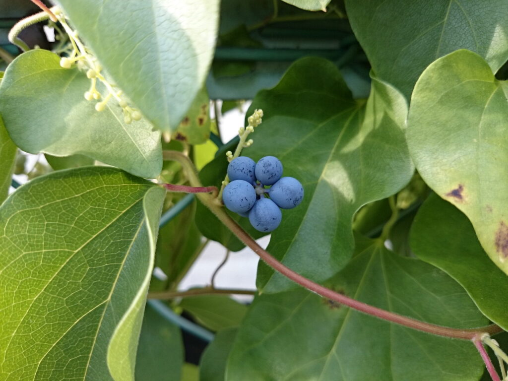 アオツヅラフジの果実